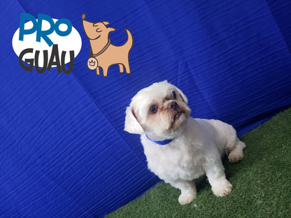 Baño & Corte de pelo