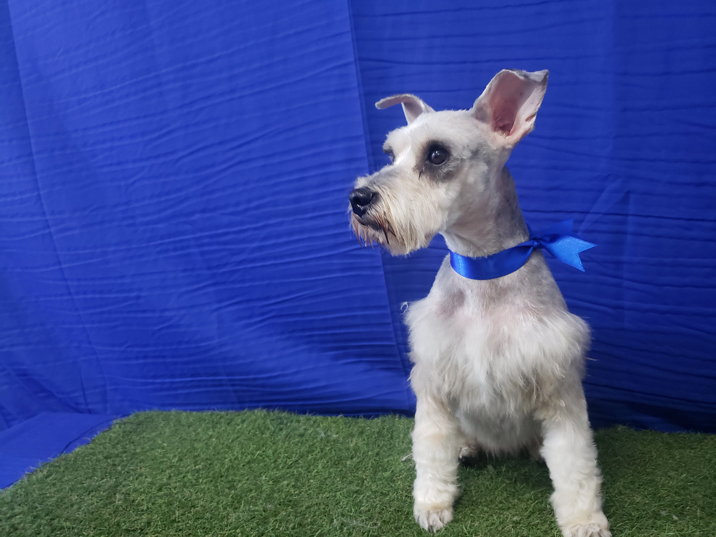 Baño & Corte de pelo