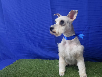 Baño & Corte de pelo