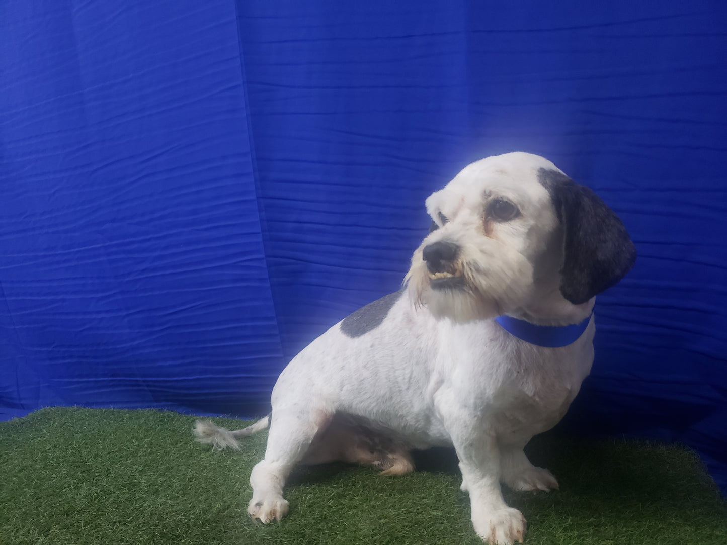 Baño & Corte de pelo