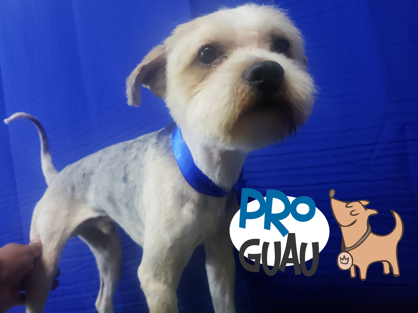 Baño & Corte de pelo