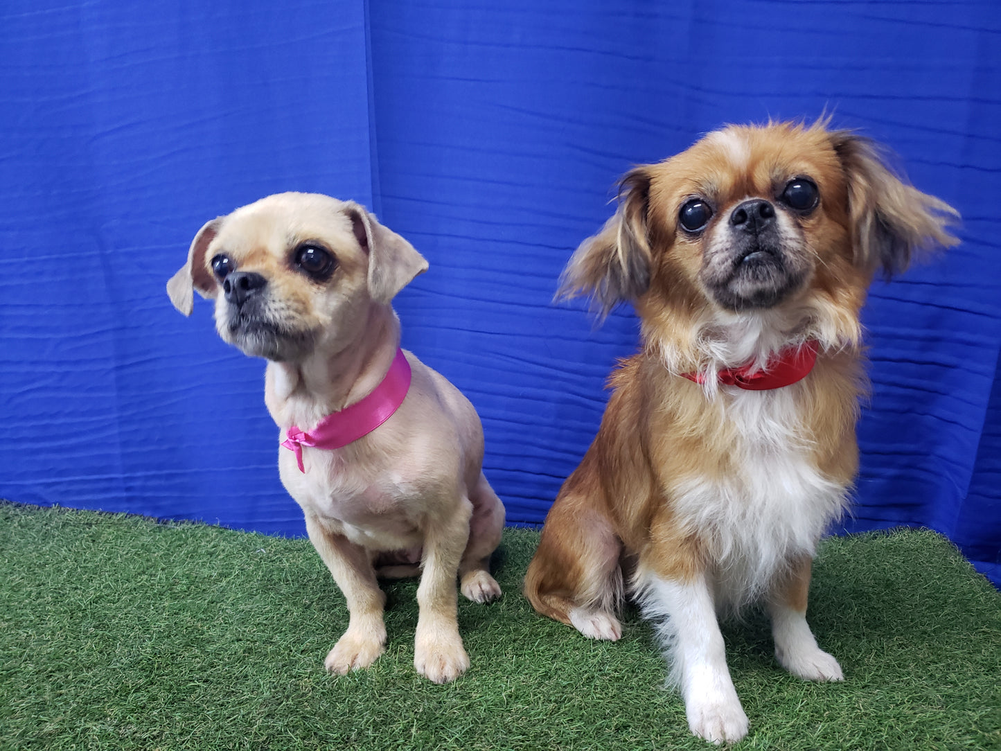 Baño & Corte de pelo