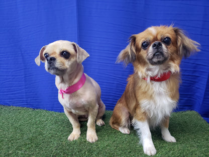 Baño & Corte de pelo