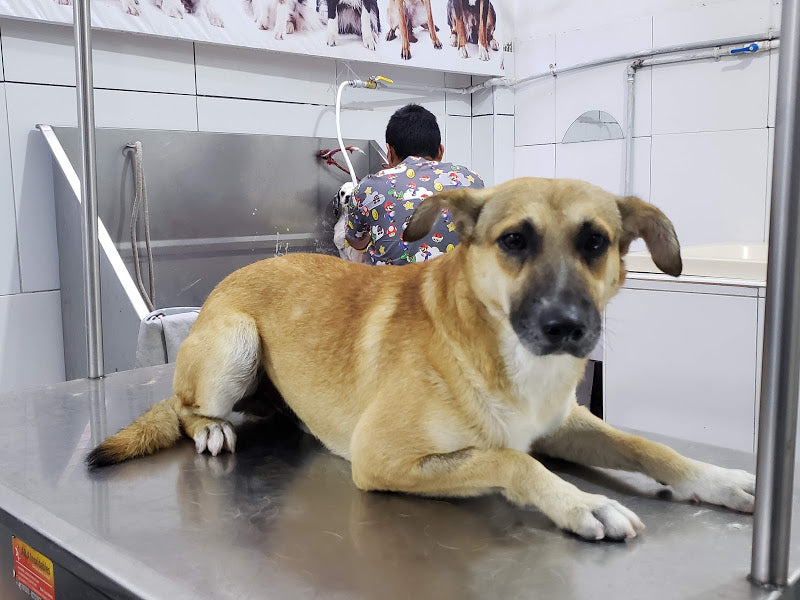 Baño & Corte de pelo