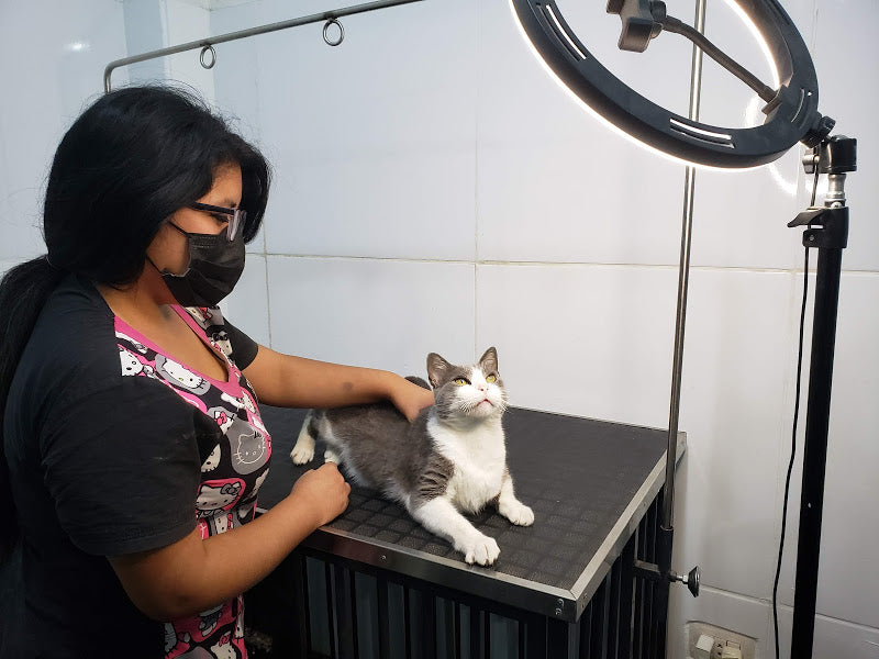 Baño & Corte de pelo