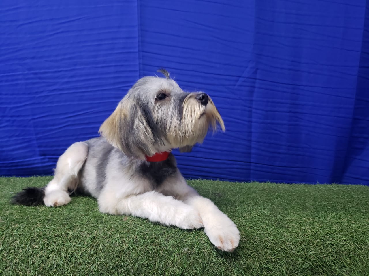 Baño & Corte de pelo